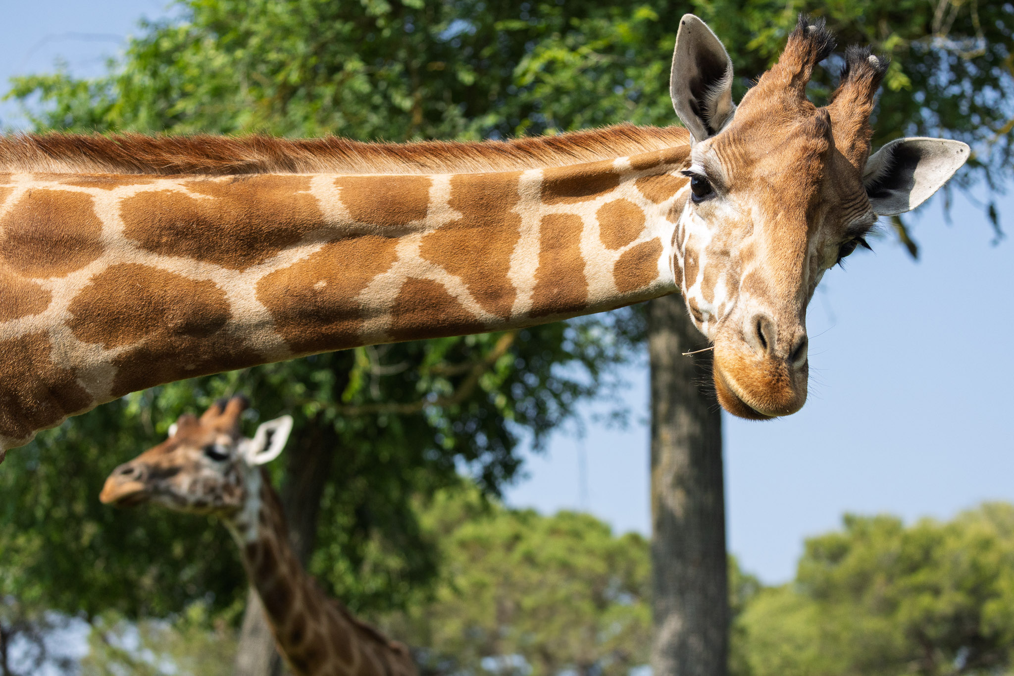 giraffa che ci guarda